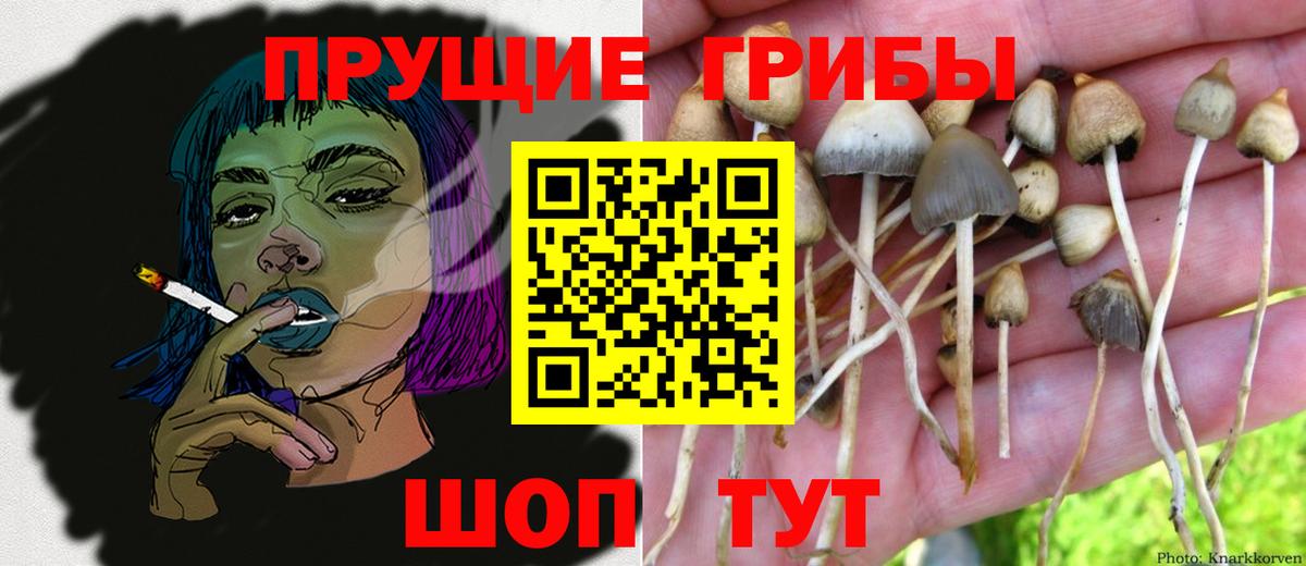 Псилоцибиновые грибы GOLDEN TEACHER Артёмовский